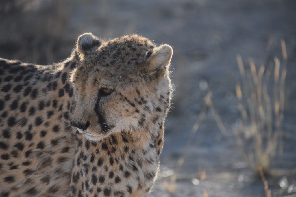 Gepard im Erongo