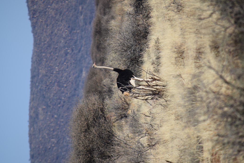 DSC_0023.jpg