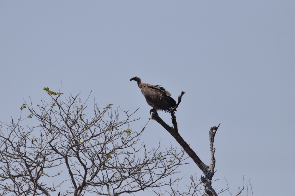 DSC_0474.jpg