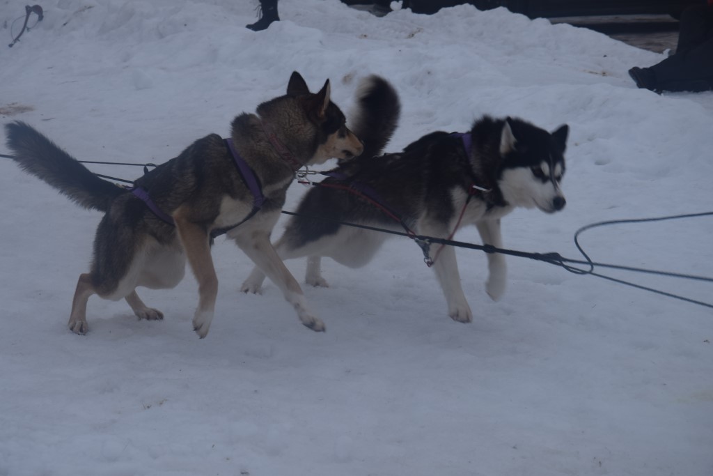 DSC_0152.jpg